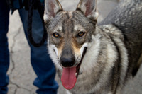 Czechoslovakian Vlciak with handler, closeup with blurred backgr