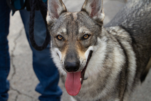 Czechoslovakian Vlciak with handler, closeup with blurred backgr