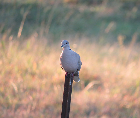 collared dove