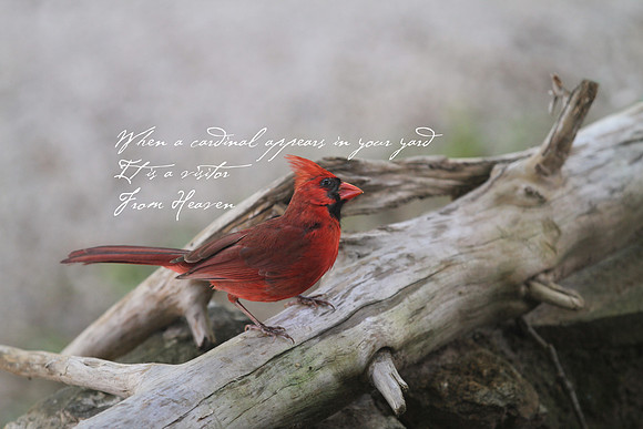 Cardinal Canvas