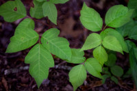 Poison Ivy with dark background