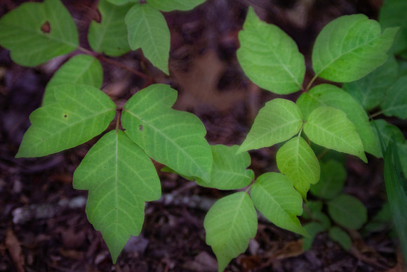 Poison Ivy with dark background