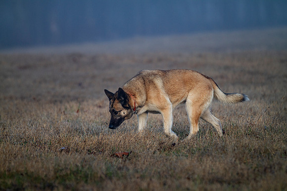 German Shepherd Dog / Siberian Husky Mix "Candy"