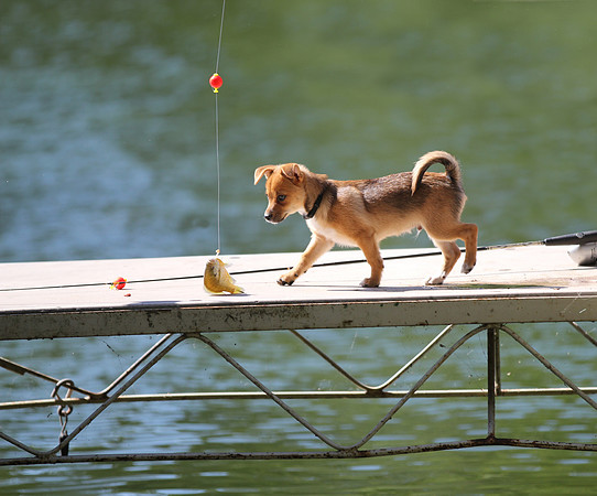 Puppy meets fish