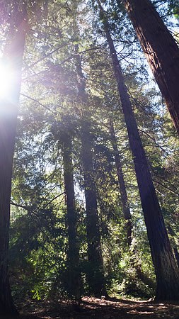 Redwood grove at Santa Barbara Botanical Garden, California