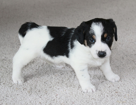Puppy
