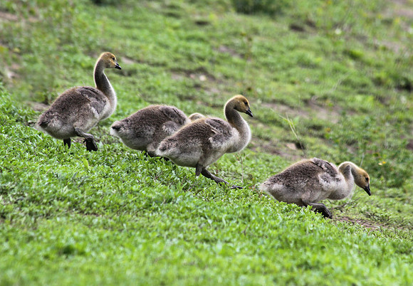 Baby Canadian Geese