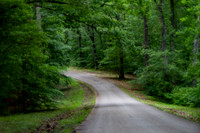 Curving road through the forest