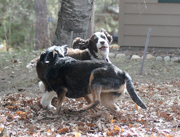 Ring around the rosie