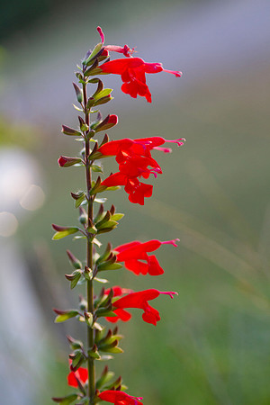 Salvia splendens or scarlet sage with selective focus