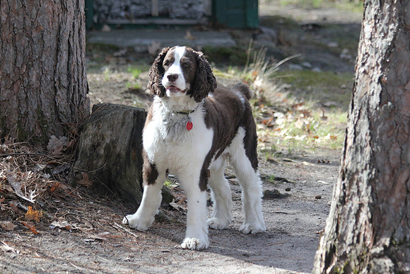 Springer Spaniel