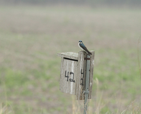 Eastern Kingbird