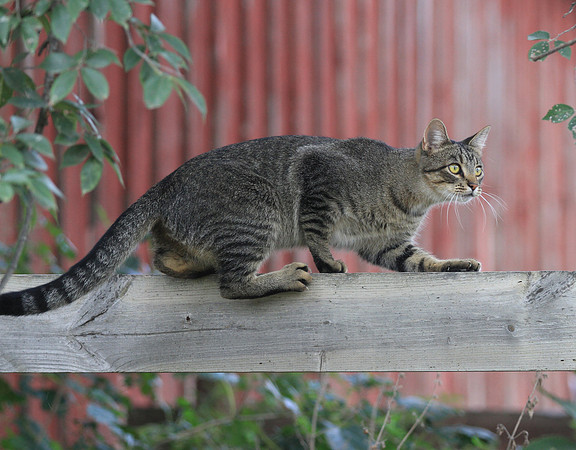 Hunter