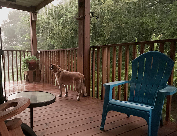 Shepsky dog on a porch on a rainy day