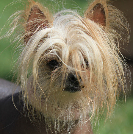 Bad Hair Day