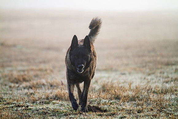 Dutch Shepherd or Holland Shepherd dog  walking toward camera gr