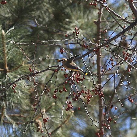 Cedar Waxwing
