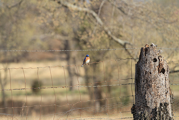 Bluebird