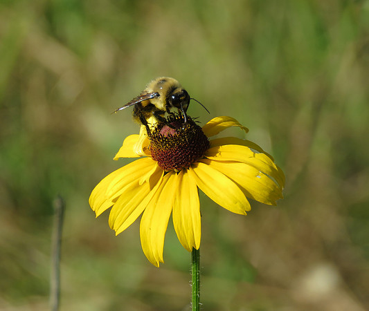 Bee