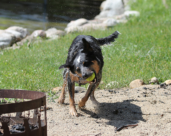 shake it off!