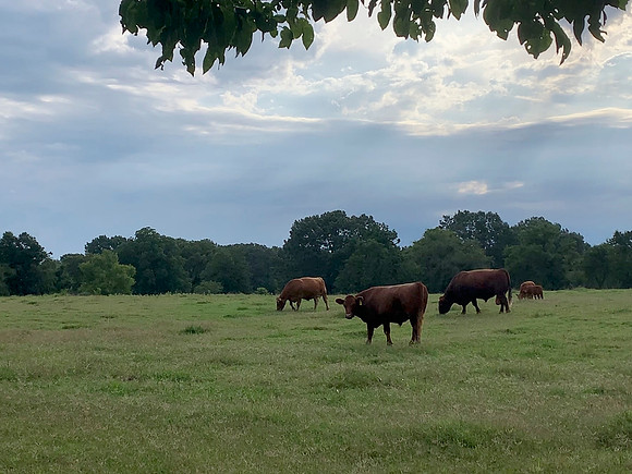 Cattle grazing summer pasture with stormy skies