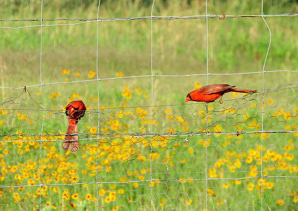 Cardinals