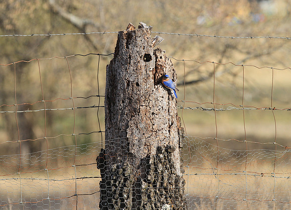 Bluebird