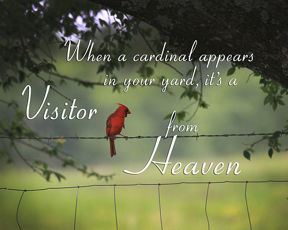 Cardinal 8x10