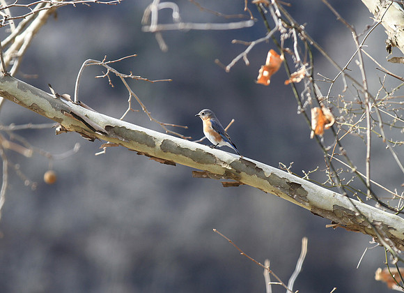 Eastern Bluebird, MO