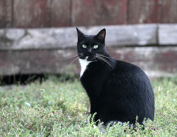 Farm Cat