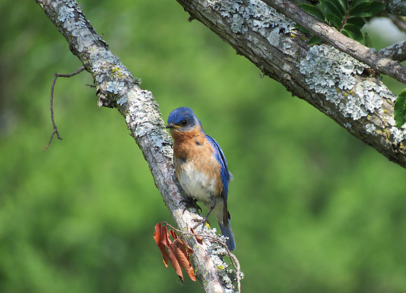 Bluebird