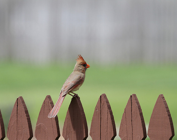 Female Cardinal