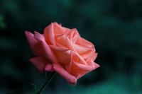 Flowers and Garden