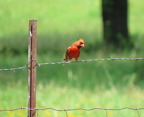 Cardinal