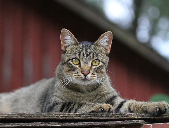 Barn cat