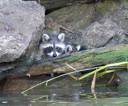 Baby raccoon "Kits"