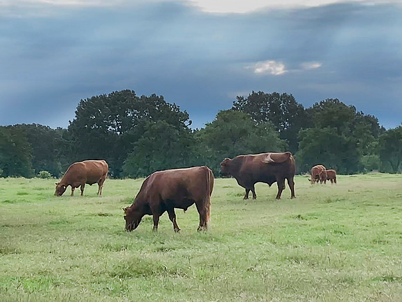 Cattle grazing summer pasture with stormy skies
