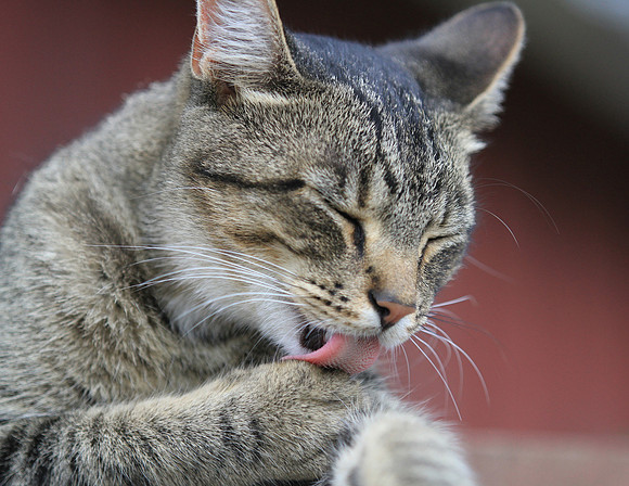 Grooming