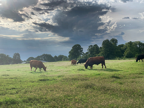 Cattle grazing summer pasture with stormy skies