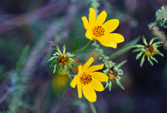 Yellow Wildflowers closeup with bokeh