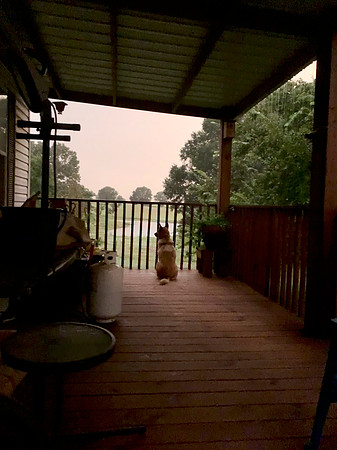Shepsky dog on a porch on a rainy day