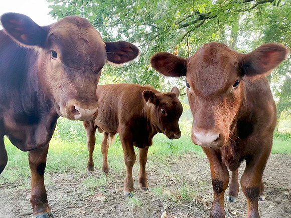 Calves up close in the field