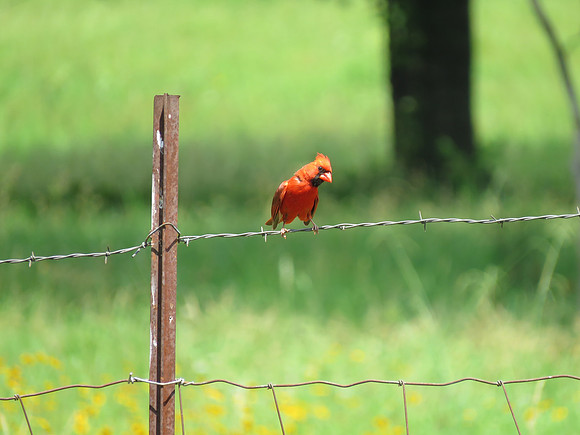 Cardinal