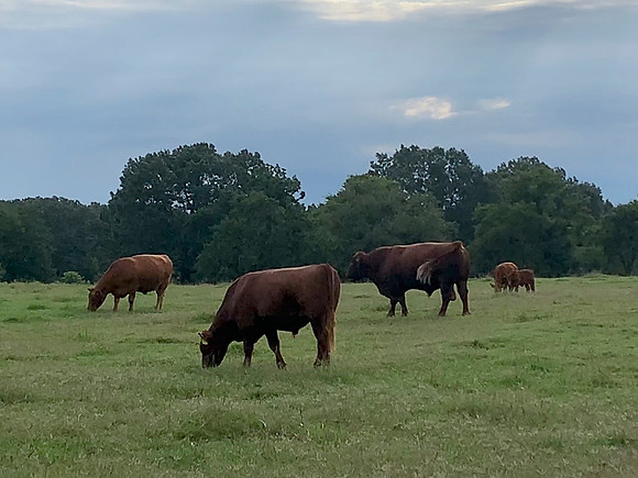 Cattle grazing summer pasture with stormy skies