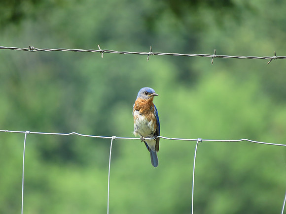 Bluebird
