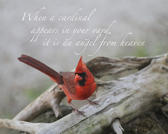 Cardinal 3 Angel not Visitor