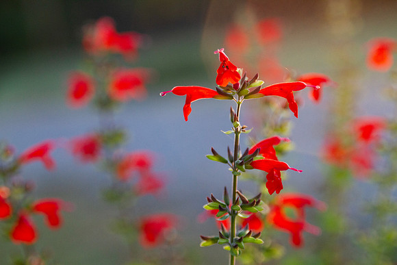 Salvia splendens or scarlet sage with selective focus