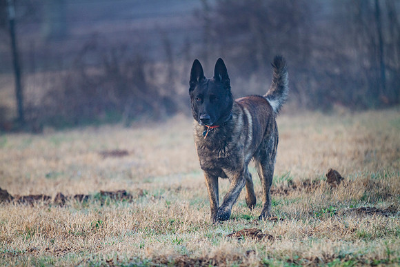 Dutch Shepherd or Holland Shepherd dog  running