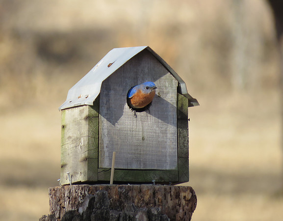 Bluebird
