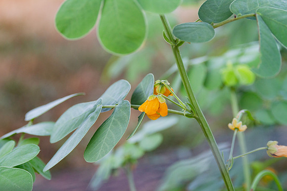 Senna obtusifolia plant in bloom in Oklahoma